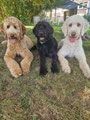 labradoodle-zucht Webseite!