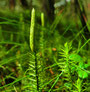 Luffa operculata - Schwammgurke - bei Schnupfen und Heuschnupfen, enthalten in metavirulent® und metavirulent® Inj.