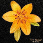 The Lily (c) 2012