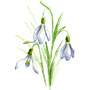 fleur perce-neige symbolisant le mois de février, imbolc