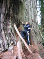 Redwood Tree