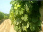 Vignes des dunes, vins des sables, Landes