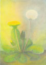 Metamorphose