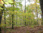 galerie des arbres