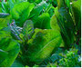 Salade du jardin