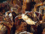 Drummonds Fadenschnecke (facelina bostoniensis)