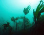 Kelpwald Bretagne