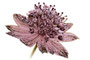 AstrantiAs GmbH Bio Wildrosen & Wildfrüchte, Naturgarten-Pflanzen Gärtnerei