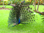 Pfau