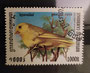 1999 - Cambodge - yt1664 - Paruline jaune (Setophaga petechia)
