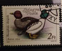 1989 - Hongrie - YT 3230 - Palmipède - Canard sauvage - Canard siffleur (Anas Penelope) dessiné par Pal Varga( 1937)