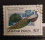 1977 - Hongrie - yt 2550 - Paon bleu (Pavo cristatus) dessiné par Andras Szunyighy (1946)