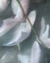 Orchidee / 2023 / Öl auf Leinwand / 40x50cm