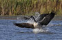 Kanadagans - Branta canadensis