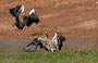 Nilgans - Alopochen aegyptiacus