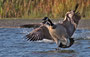 Kanadagans - Branta canadensis