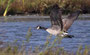 Kanadagans - Branta canadensis