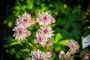 Sterndolde "Astrantie"