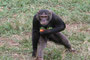 Schimpanse auf Ngamba-Island