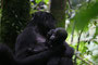 Gorillamutter mit Baby im Bwindi Nationalpark