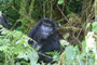 Gorilla-Dame im Bwindi Nationalpark