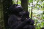 Gorillamutter mit Baby im Bwindi Nationalpark