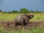 Büffel im Murchison Falls NP