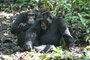 Schimpanse im Kibale Forest