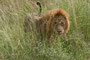Löwe im Murchison Falls NP