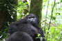 Gorilla im Bwindi Nationalpark