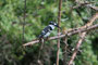 Pied Kingfisher im Queen Elisabeth NP