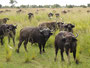 Büffel im Murchison Falls NP