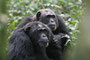 Schimpanse im Kibale Forest