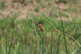 Malachit Kingfisher im Queen Elisabeth NP