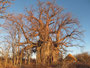 Suchbild: Wo ist Liehrly? Gigantischer Baobab.