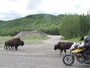 Büffel entlang des Alaska Highways