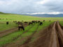 Ngorongoro Crater in Tansania