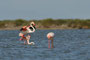 Flamant rose - Saintes-Maries-de-La-Mer (13) - 02/05/2012