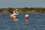 Flamant rose - Saintes-Maries-de-La-Mer (13) - 02/05/2012