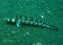 Parapercis clathrata