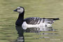 Oca facciabianca  Branta leucopsis , Piemonte , Italia .  Info ; Nikon D3S + 500mm f/4 Nikon a f/7.1  1/1000 a ISO 1000 su cavalletto Manfrotto