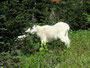 Amerikanische Bergziege - Mountain Goat im Glacier Nationalpark)