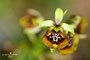 Ophrys oxyrrhynchos