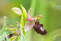 Ophrys bertolonii X Ophrys incubacea