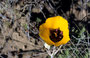 'Californian Poppys' gibt's auch in Arizona
