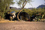 6.Mai: Mutterseelenallein in der 'Painted Rocks Petrogloyph Site', BLM-Campground,  Gila Bend, AZ