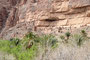 Dann wieder Schlucht; die in die Felsen gebauten Behausungen erinnern an die Anasazi-Ruinen Betakin und Mesa Verde