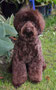Piglet (Spoodle)