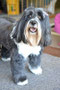 Tibby (Tibetan Terrier)