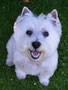 Meisha (West Highland White Terrier)